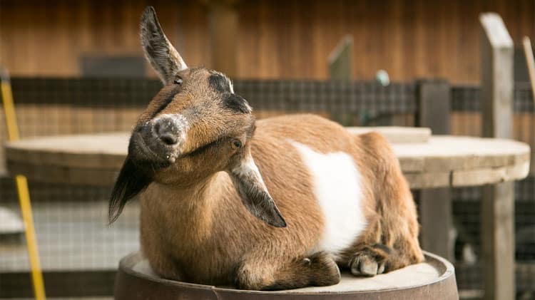 Daten op kinderboerderij